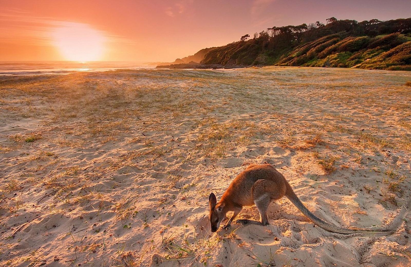 Araffe on the beach at sunset with a kangaroo in the foreground (sand, sea, beach, wildlife, coast)