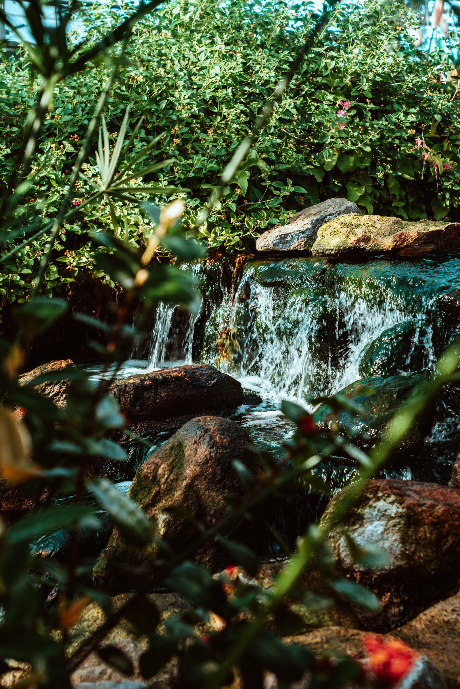 rainforest, watercourse, pond, vegetation, natural landscape wallpaper