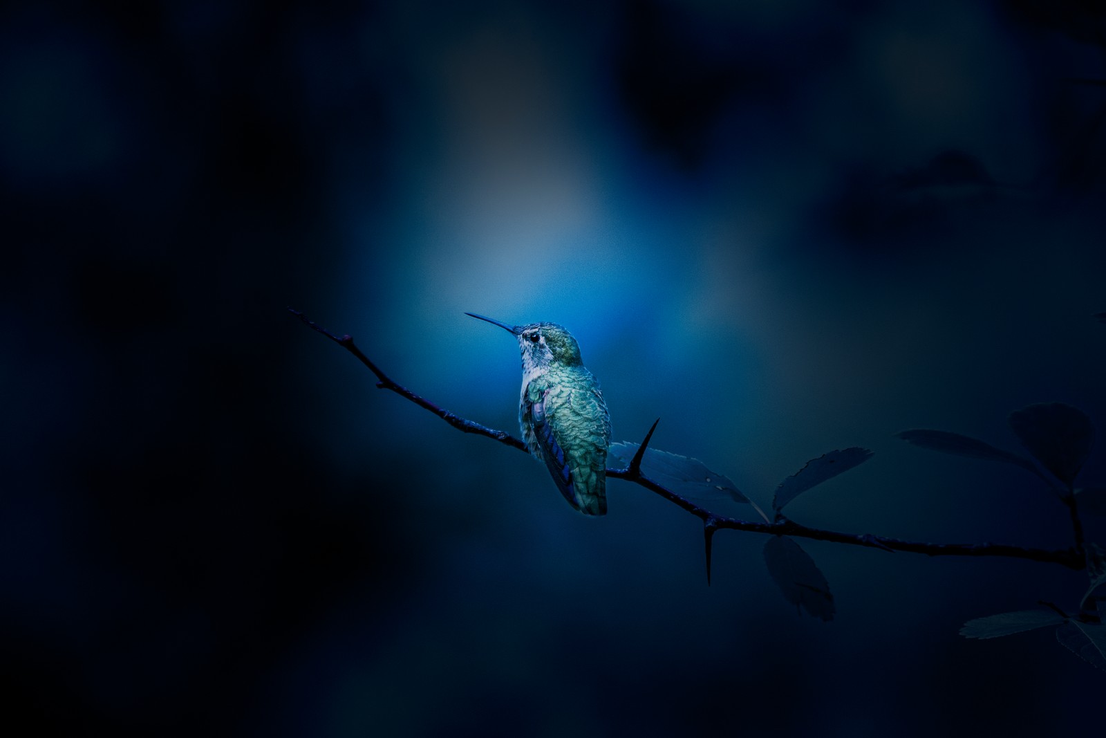 There is a hummingbird sitting on a branch in the dark (hummingbird, branch, bokeh, blue, animals)