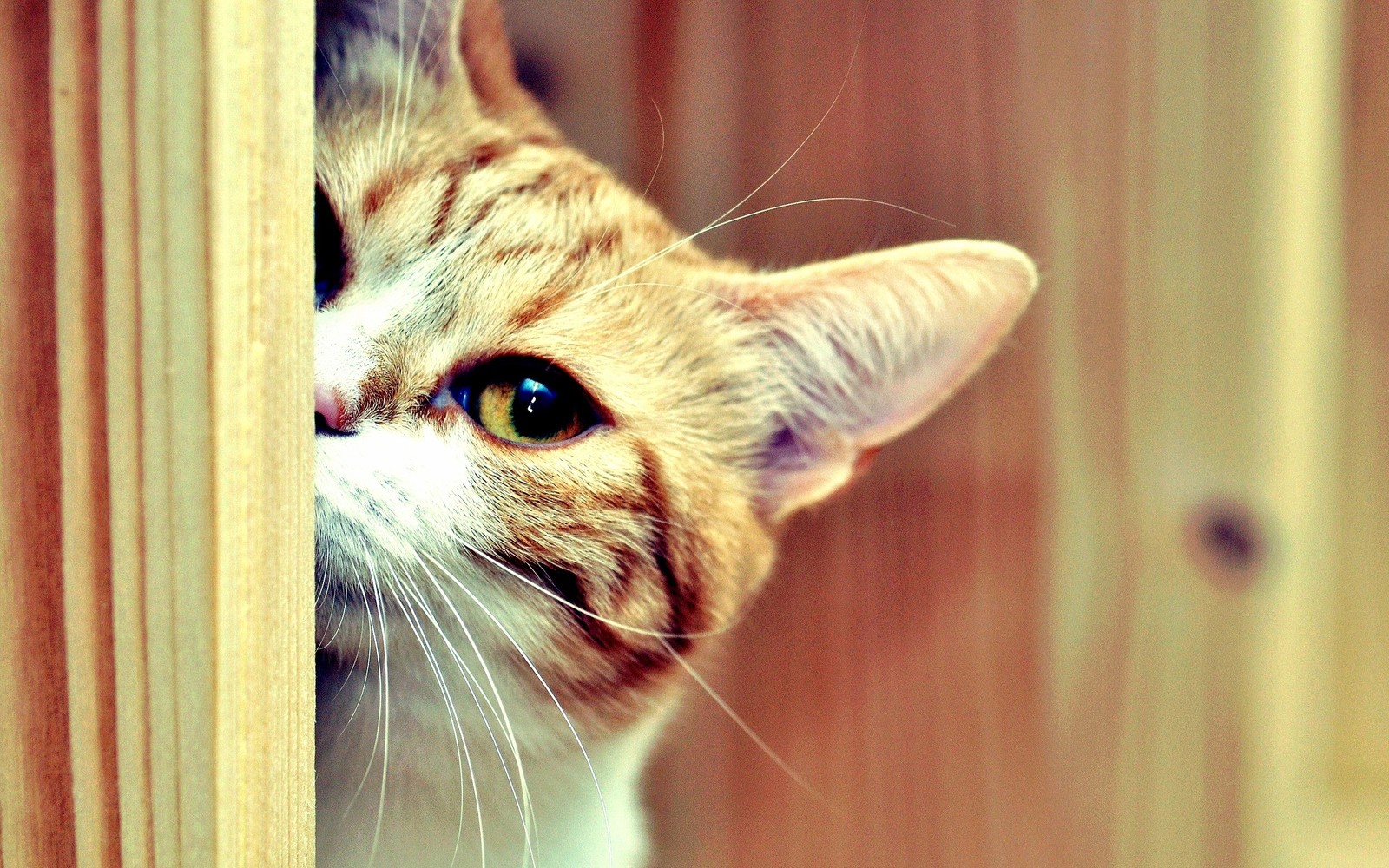 Hay un gato que está mirando por una puerta (gatito, nariz, hocico, ternura, fauna)