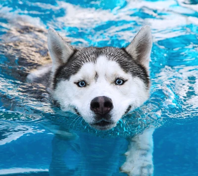 chien, husky, piscine, nager, eau