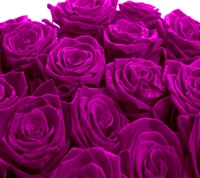 Vibrant Purple Roses in Full Bloom