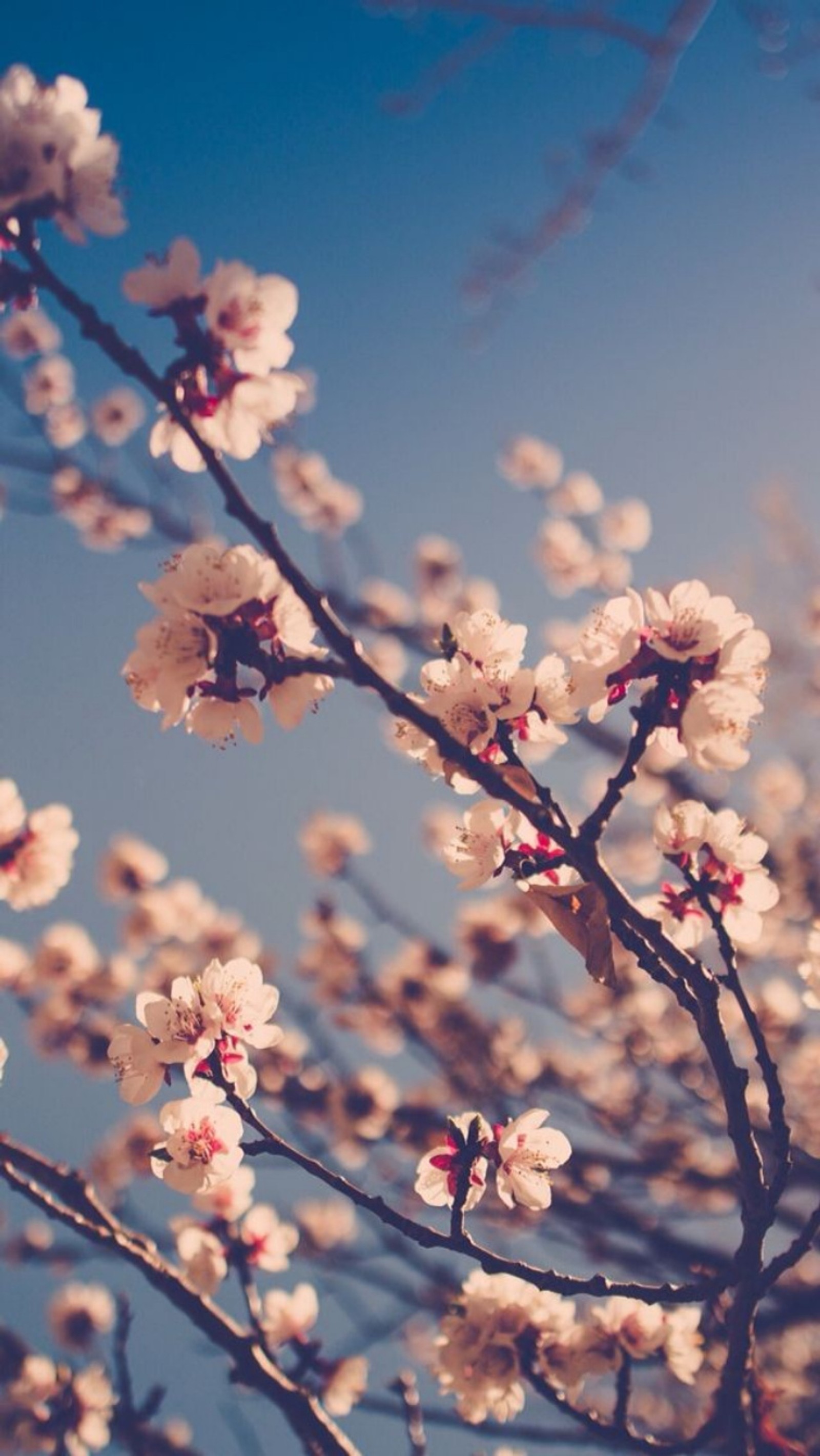 Un árbol con flores blancas y un cielo azul (árbol, cielo, flores, hd, pastel)