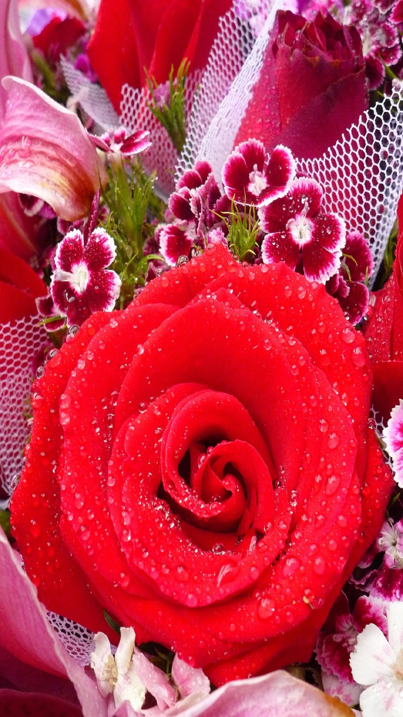 flowers, love, nature, roses, valentines wallpaper