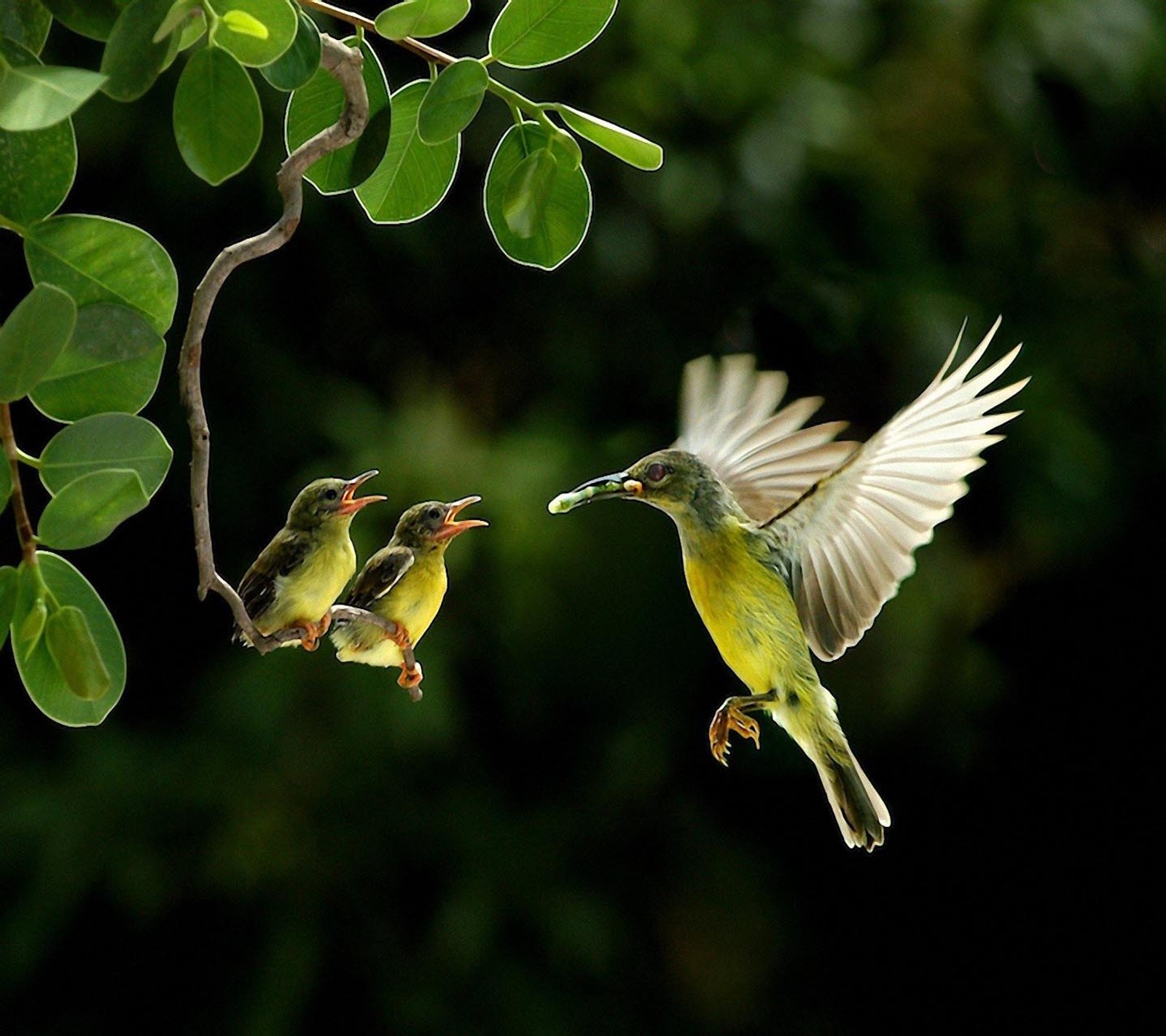 There are two birds that are flying around a tree (look, nice)