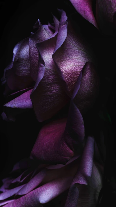 Rosas moradas elegantes contra un fondo oscuro