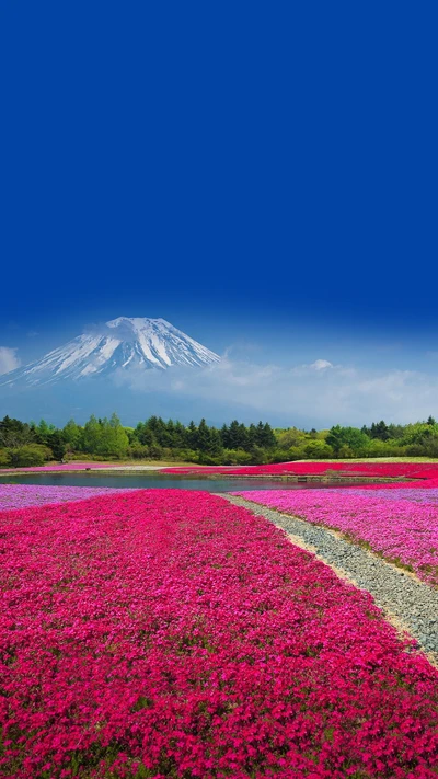 blue, color, colorful, flower, fuji