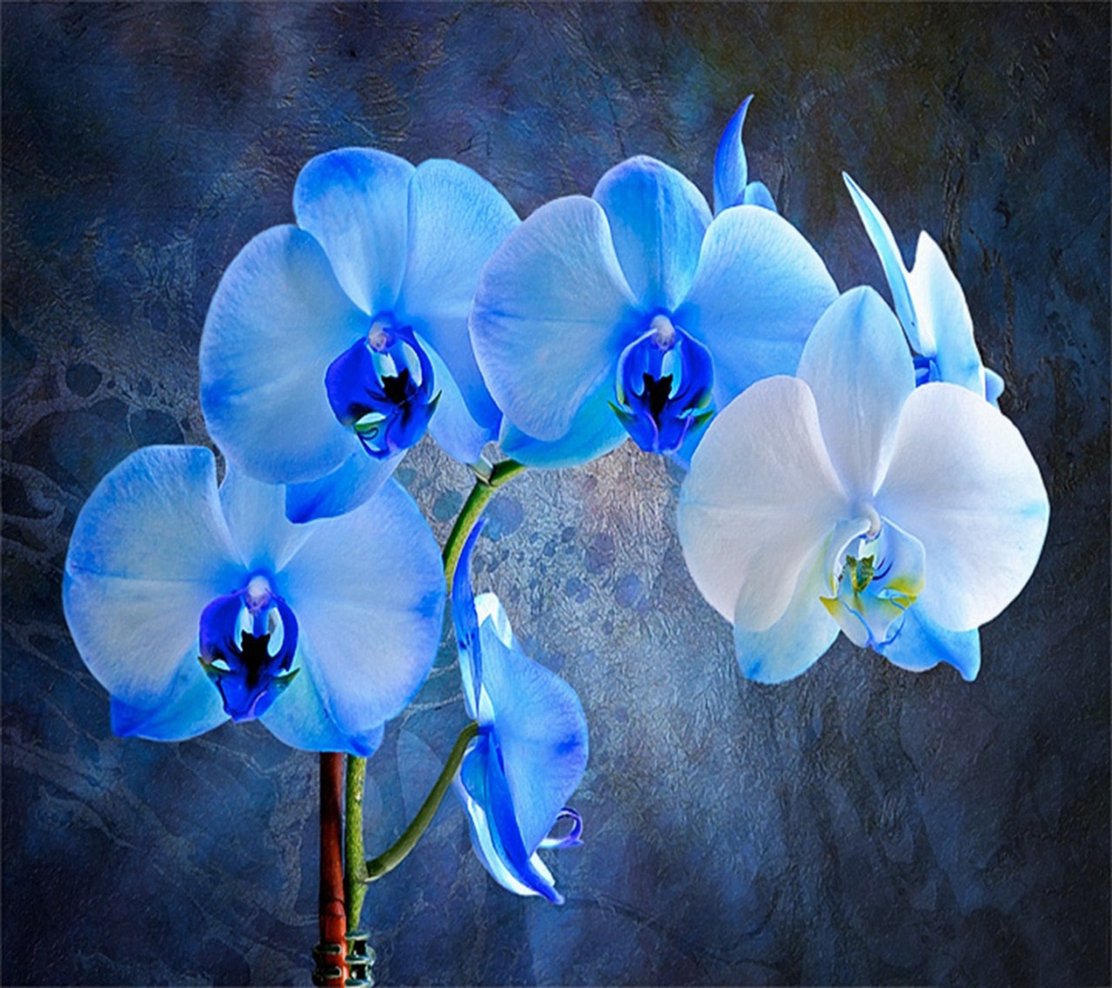 blue, flowers wallpaper