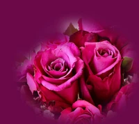 beautiful, roses wallpaper