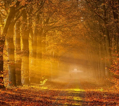 Sentier d'Automne Doré : Une Promenade Romantique au Coucher de Soleil