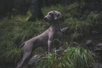 Alert Weimaraner in the Woods