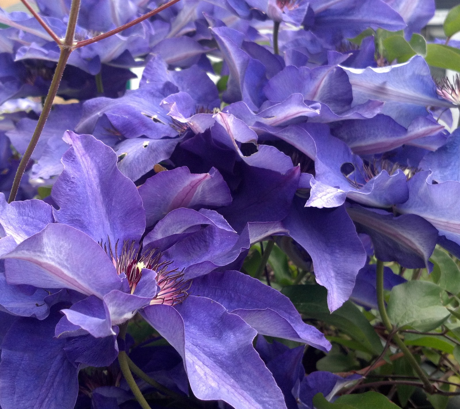 Lila clematisblüten blühen in einem garten mit grünen blättern (blau, clematis, blume, blumen, natur)