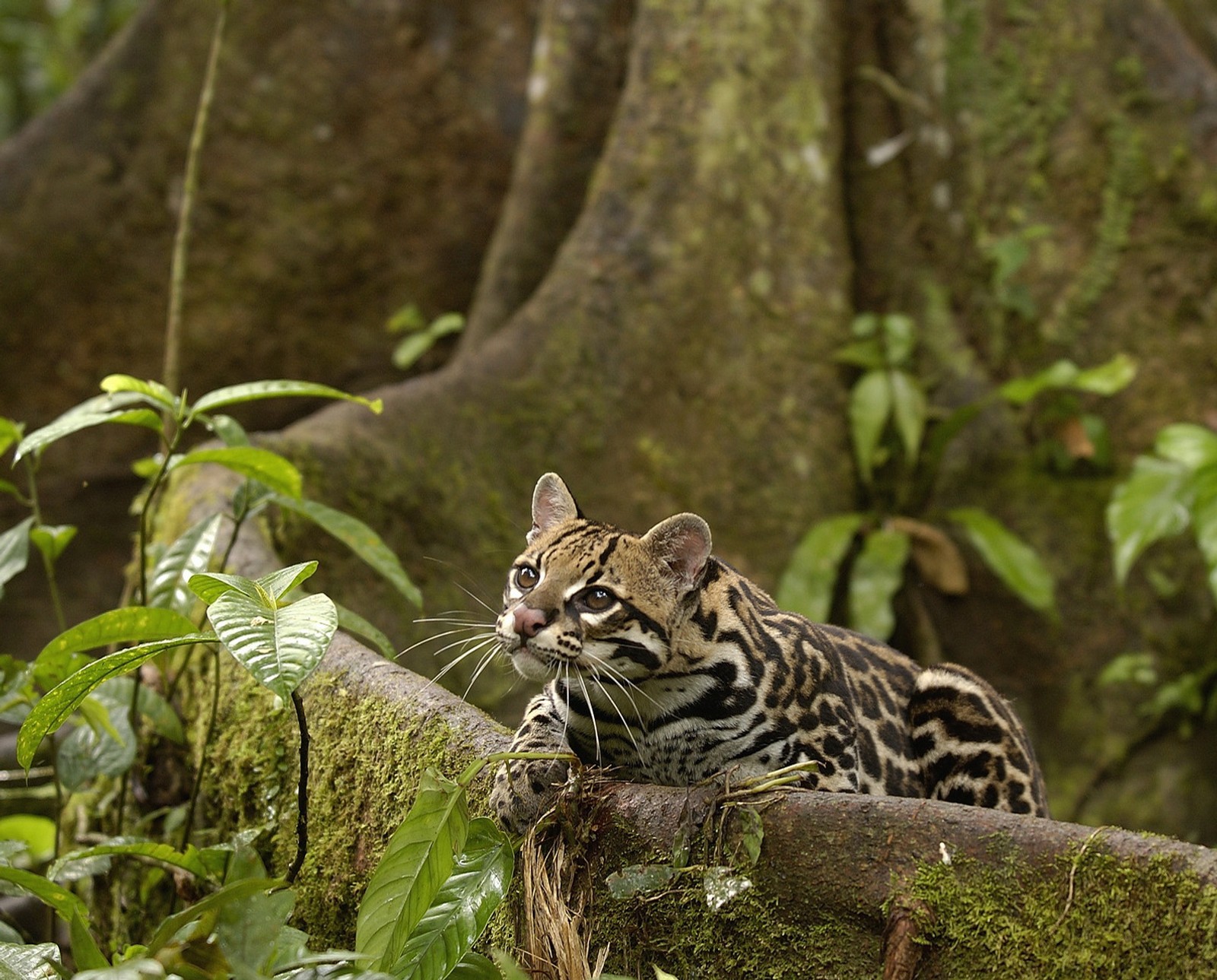 Téléchargez le fond d'écran amazonie, équateur, ocelot, forêt tropicale