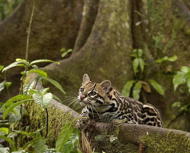 Кот, сидящий на пне (амазонка, эквадор, оцелот, тропический лес)