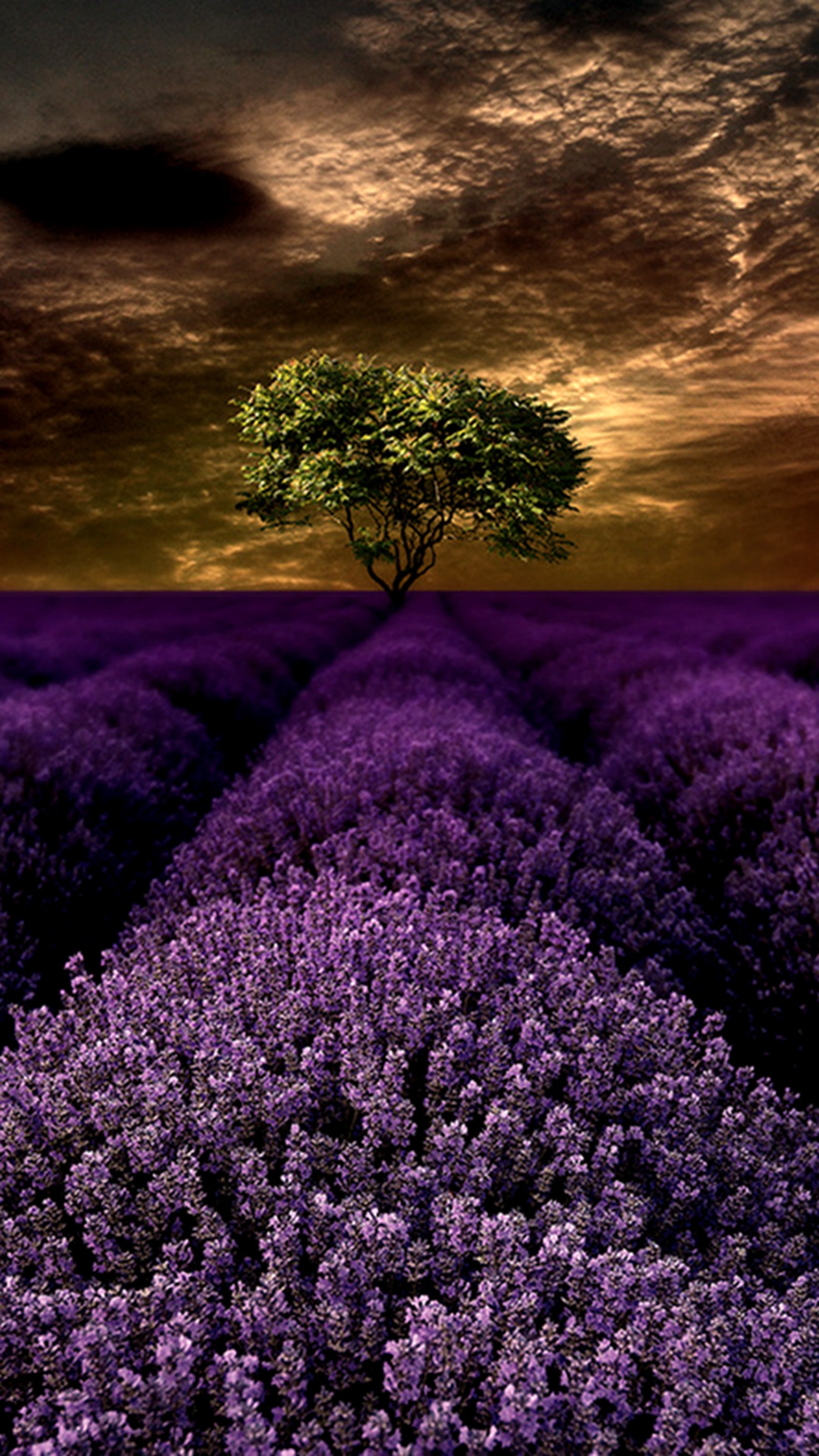 Campo de lavanda púrpura con un árbol solitario en el medio (paisaje, lavanda)