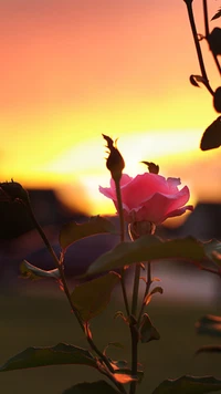 Rose rose silhouettée contre un coucher de soleil vibrant