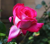 Vibrant Pink Rose Surrounded by Lush Green Leaves