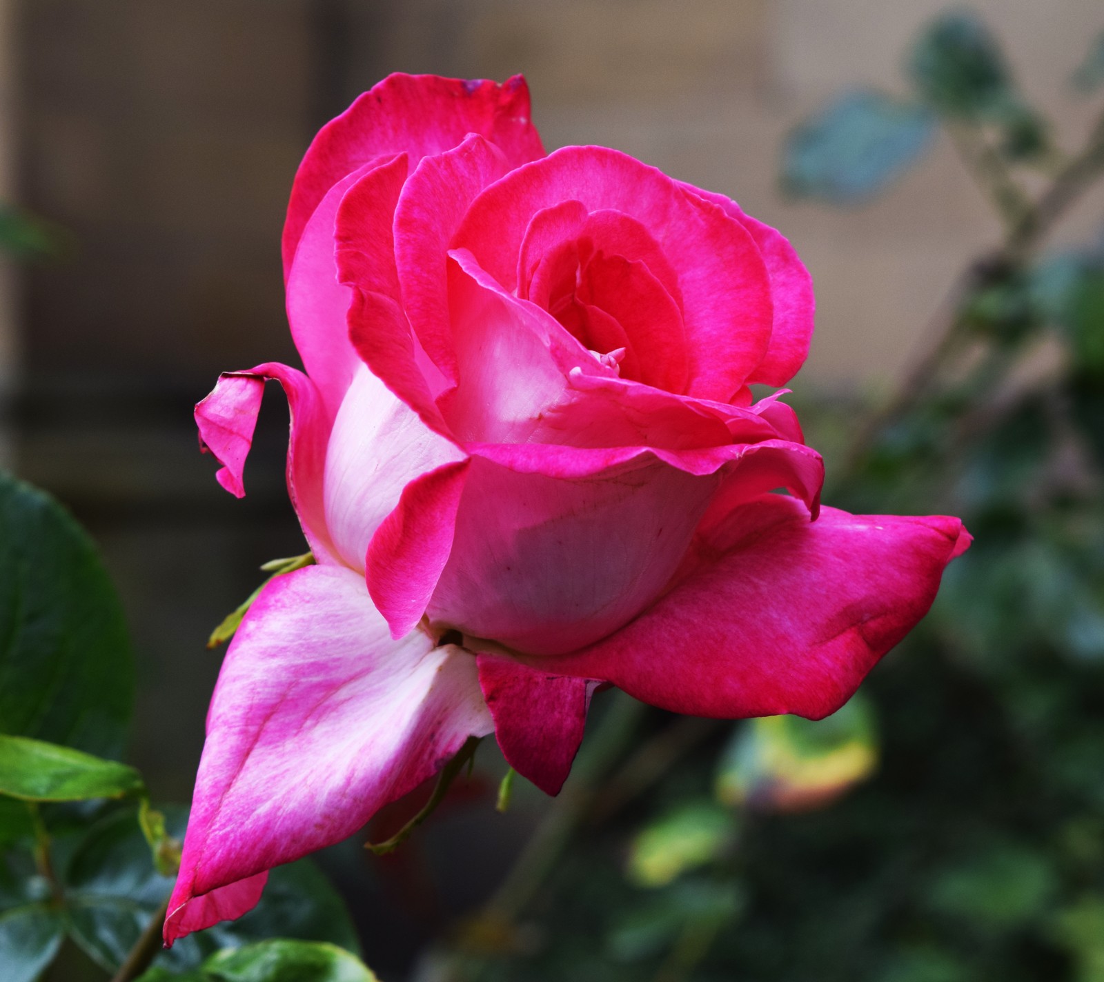 Une rose rose qui fleurit dans le jardin (fleur, vert, feuilles, nature, rose)