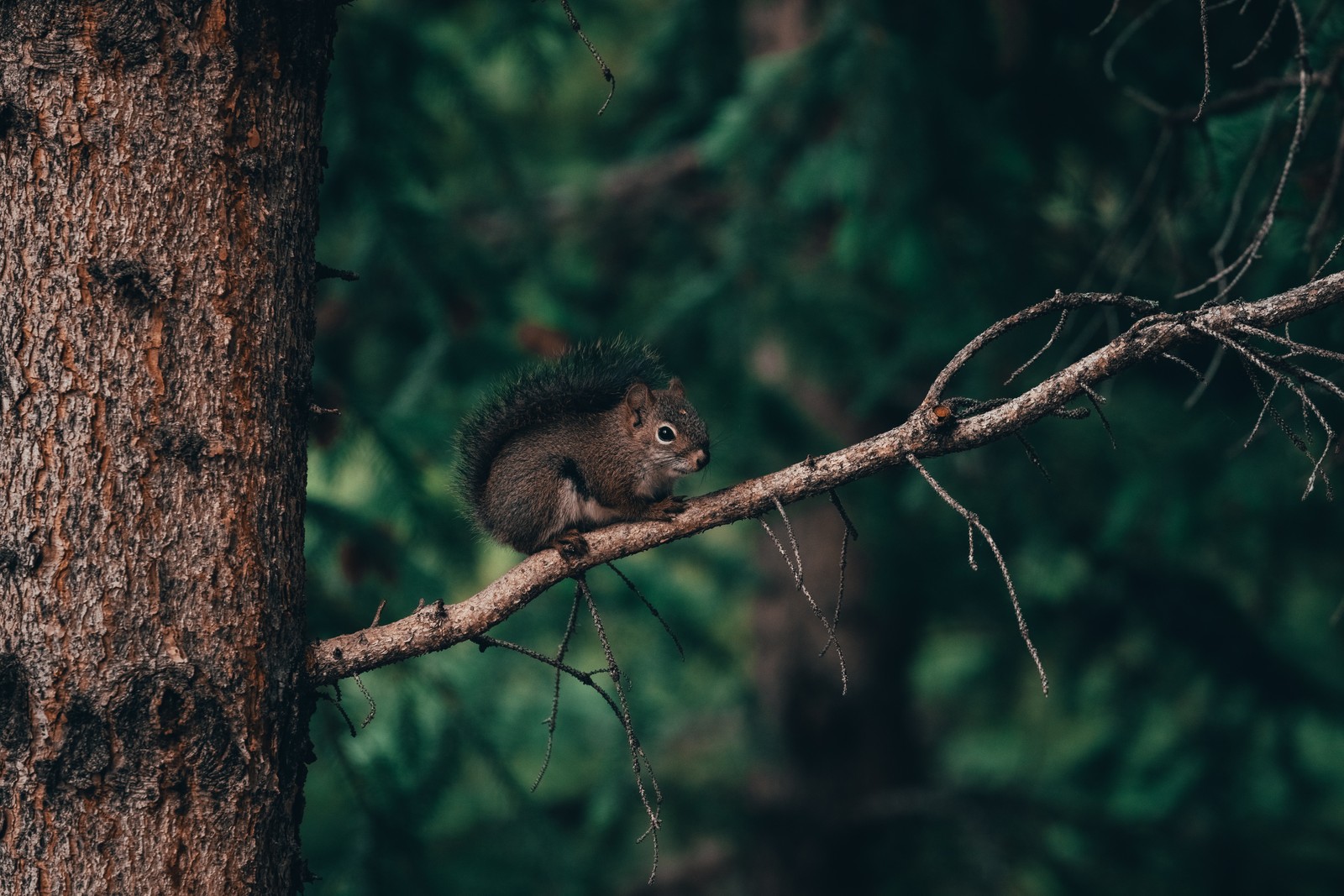 Un primer plano de una ardilla sentada en una rama (planta, vida silvestre, árbol, bosque viejo, banff)