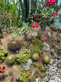 Paysage de jardin botanique vibrant avec des cactus divers et des plantes à fleurs