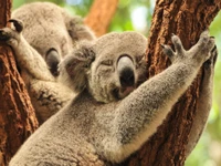 Bebés koalas juguetones abrazando un árbol