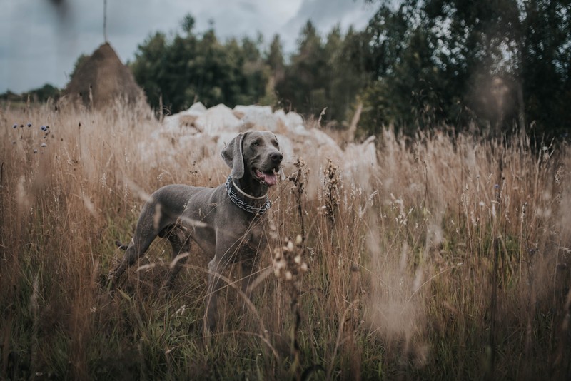 Собака стоит в высокой траве (ваймаранер, weimaraner, собака, canidae, порода собак)