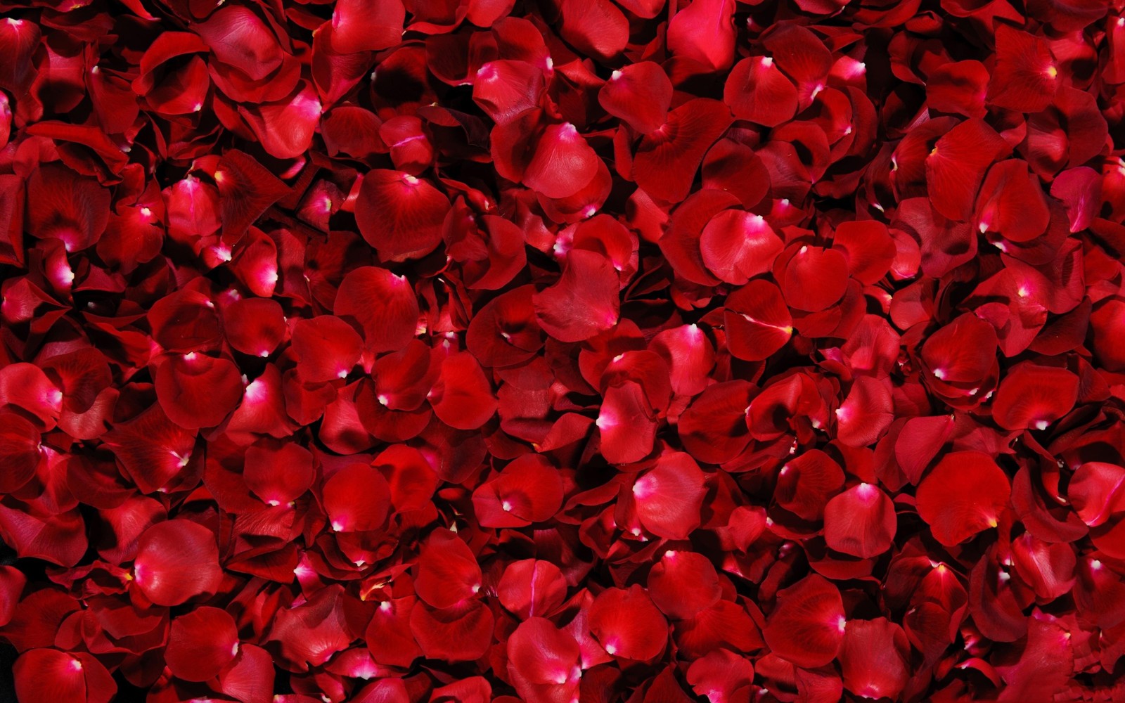 petal, flower, red, valentines day, beauty wallpaper