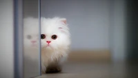 Chaton blanc duveteux regardant curieusement autour d'un coin