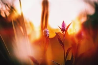 Sunlit Spring Flora: A Close-Up of Vibrant Flowers Against a Golden Sky