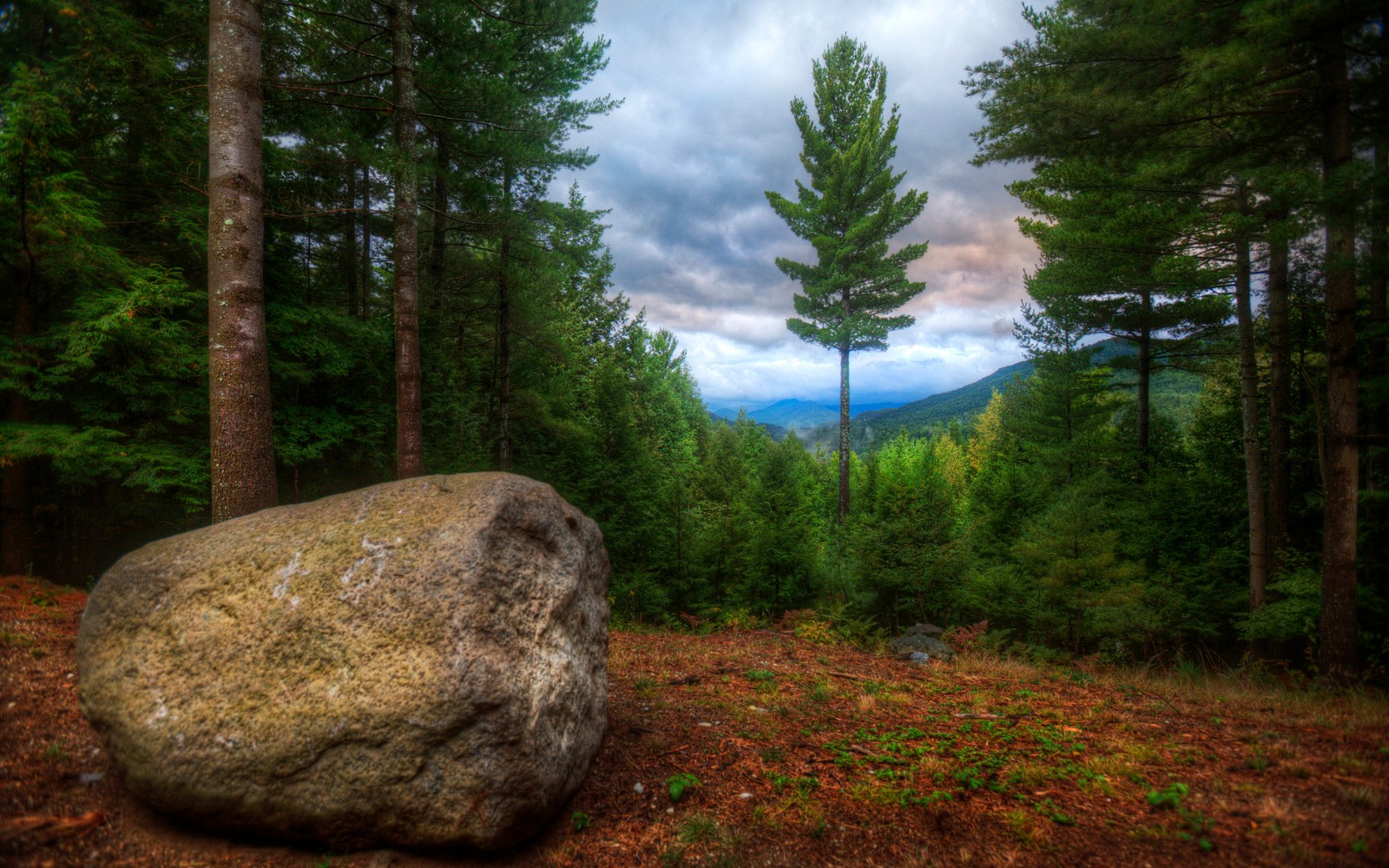 Una vista de una gran roca en medio de un bosque (bosque, árbol, desierto, ecosistema, bosque nacional de los estados unidos)