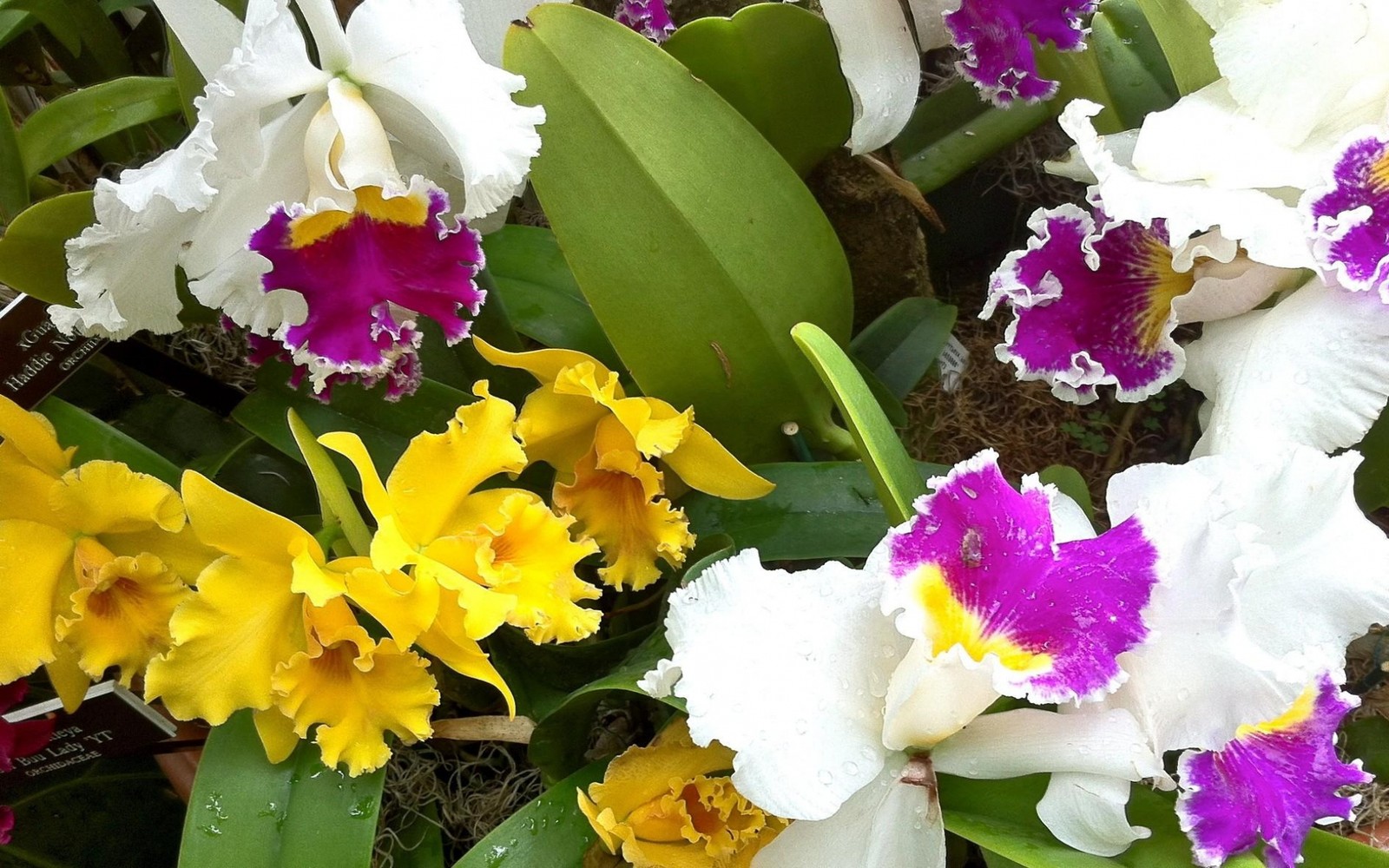 Há muitas flores de diferentes cores na imagem (orquídeas, dendrobium, planta com flores, planta, cattleya labiata)