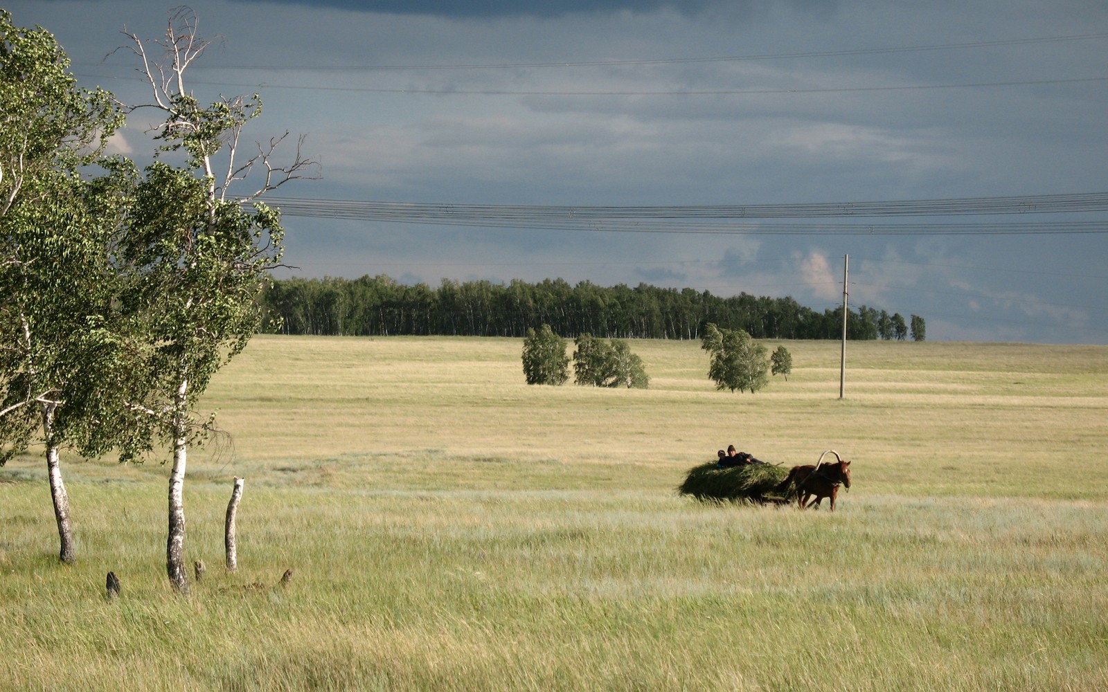 There is a horse that is walking in the grass by some trees (landscape painting, tree, plain, meadow, surface area)