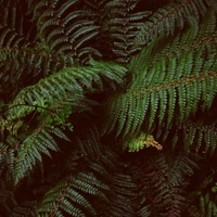 Lush Greenery of Ostrich Ferns in New Zealand Garden