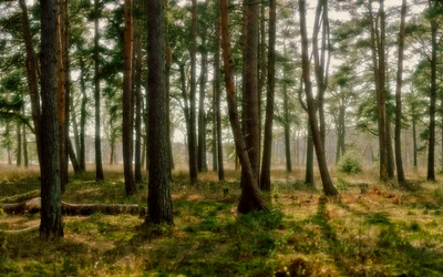 Sonniger Fichtenwald in einem ruhigen Waldökosystem