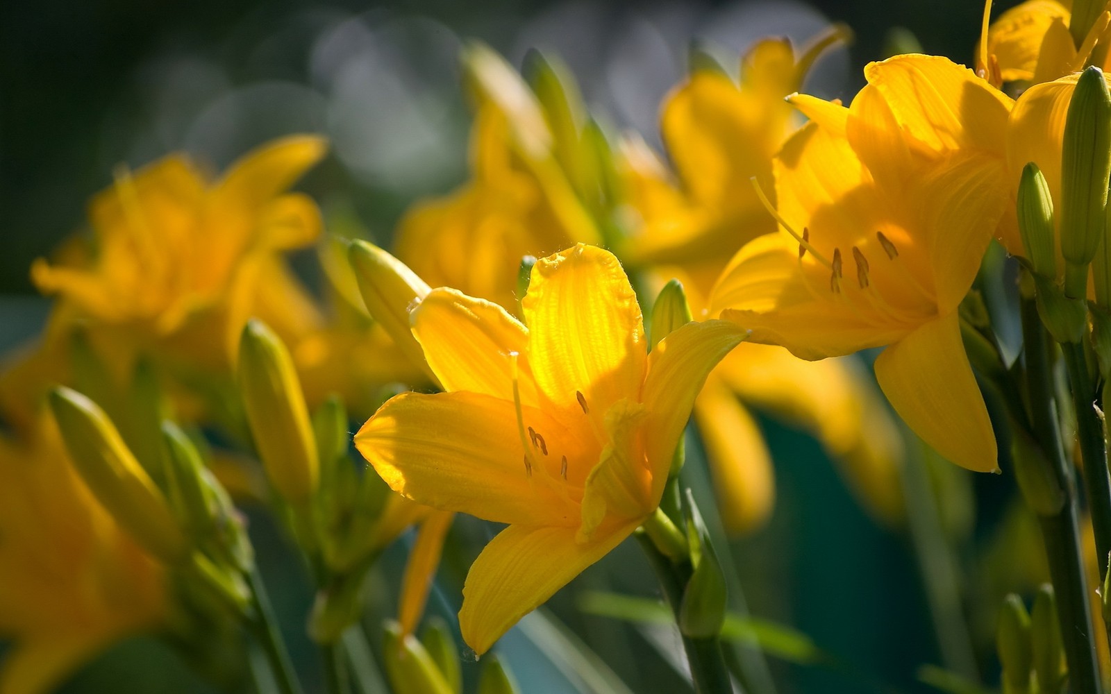 Des fleurs jaunes dans un champ avec des tiges vertes et un fond sombre (jaune, pétale, plante, printemps, lys)