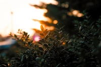 La luz del sol de la mañana ilumina las hierbas y hojas verdes