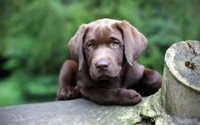 Adorável filhote de Labrador Retriever com olhos expressivos.