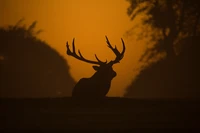 Силуэт величественного оленя с рогами на рассвете, окруженный туманным лесным фоном.