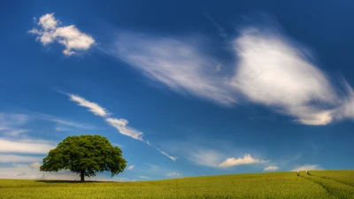 Lone Tree in a Vibrant Meadow Under a Blue Sky