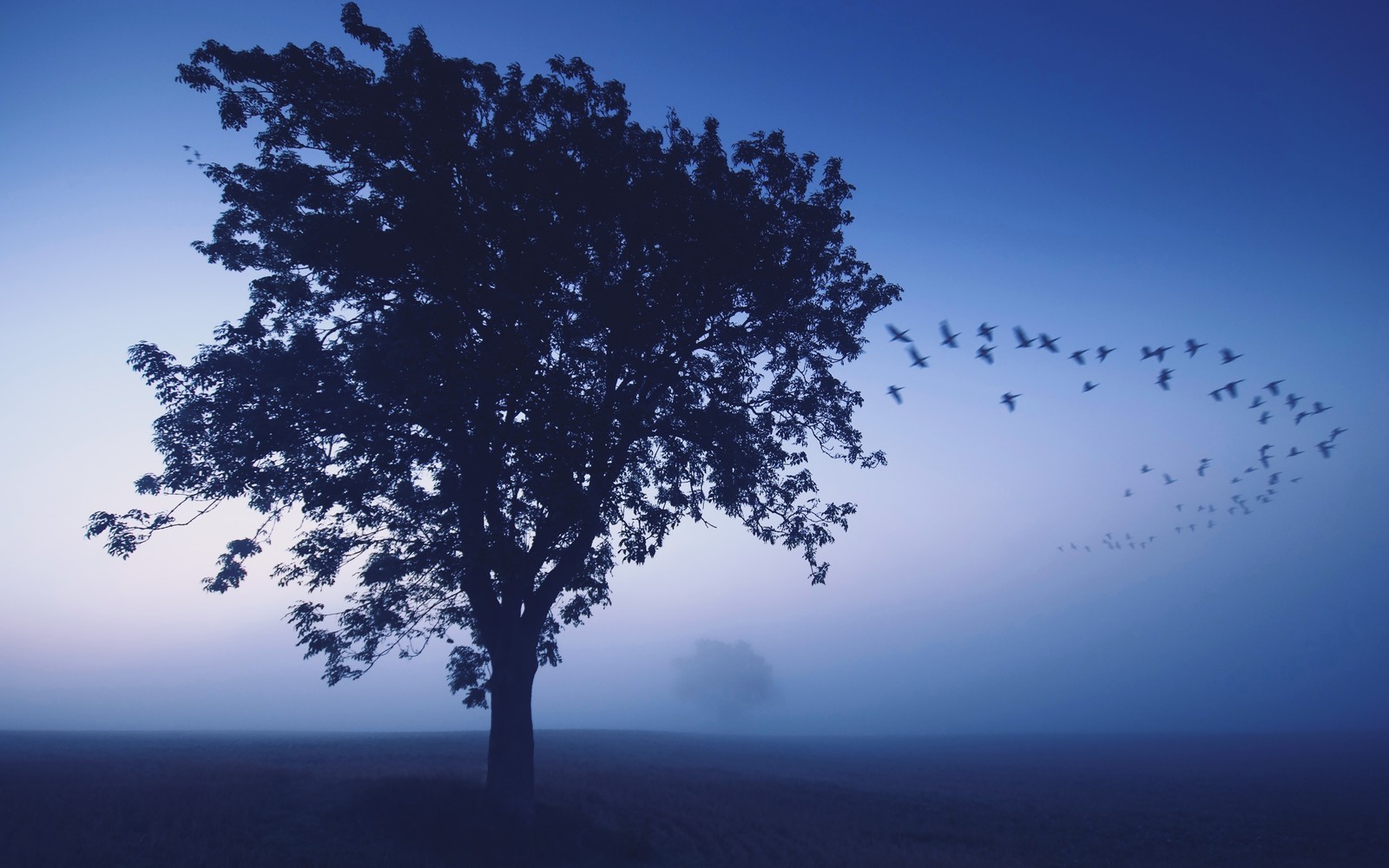 Lade blau, baum, atmosphäre, morgen, gehölz Hintergrund herunter