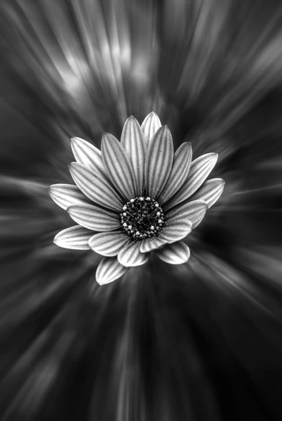 Monochrome Daisy with Radiating Petals