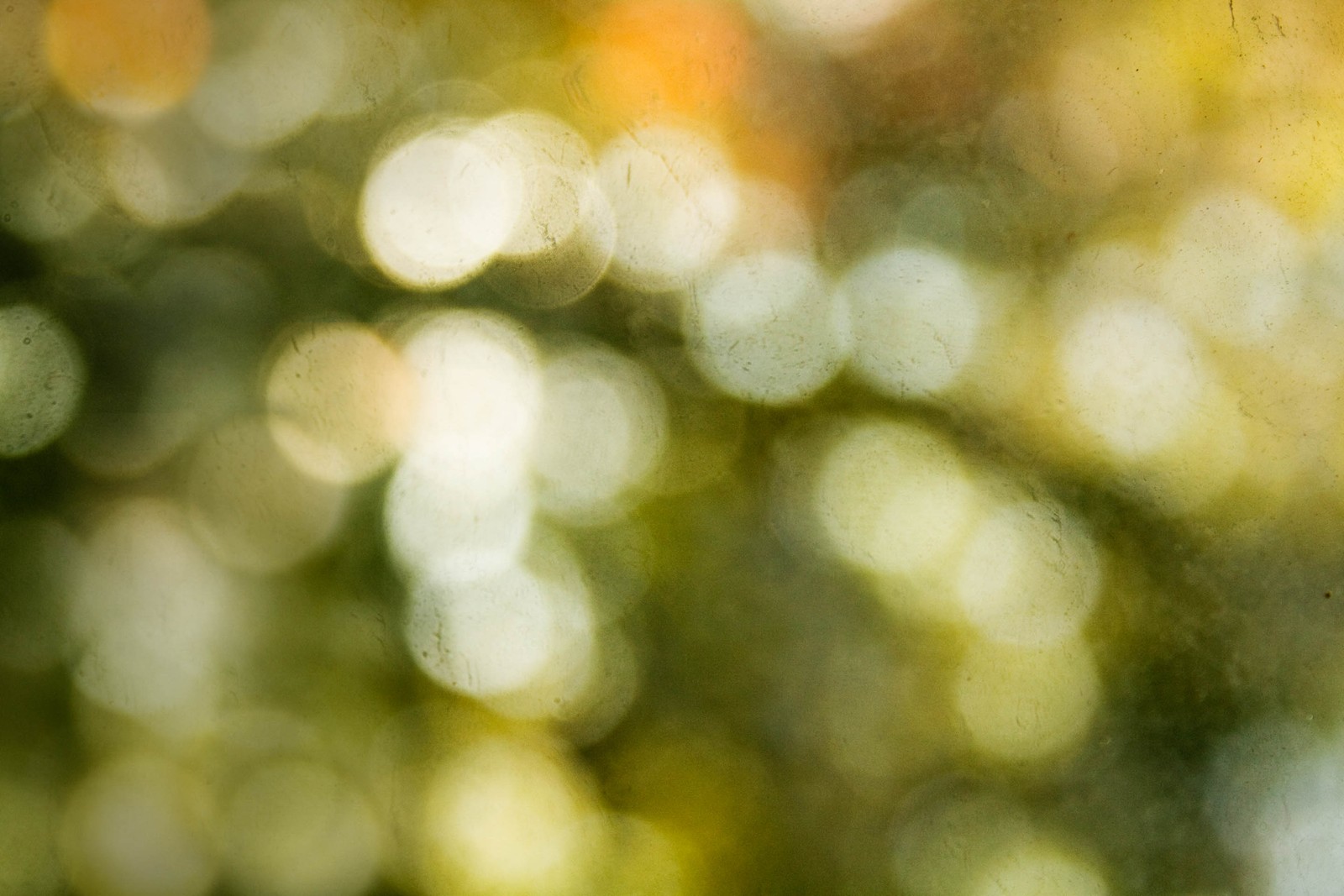 Gros plan d'un oiseau perché sur une branche d'arbre. (bokeh, vert, jaune, feuille, ensoleillement)