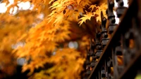 herbst, blatt, baum, gelb, laubabwerfend