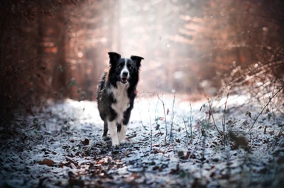 Border Collie auf einem verschneiten Waldweg