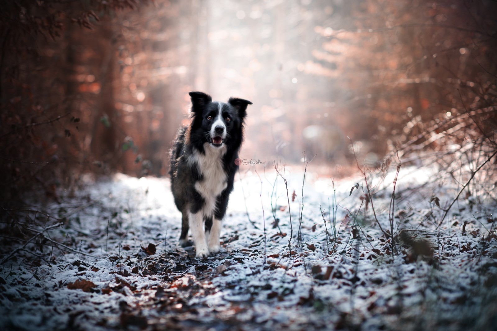 There is a dog that is standing in the snow in the woods (freezing, dog breed, border collie, snout, dog)