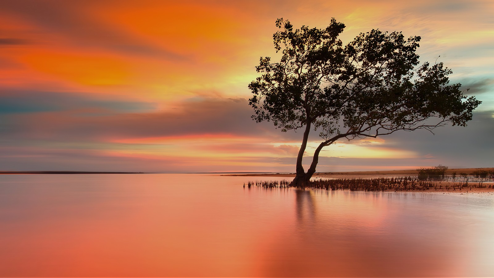 Un arbre solitaire se dresse au milieu d'un lac au coucher du soleil (flueve, mangrove, nature, paysage, coucher de soleil)