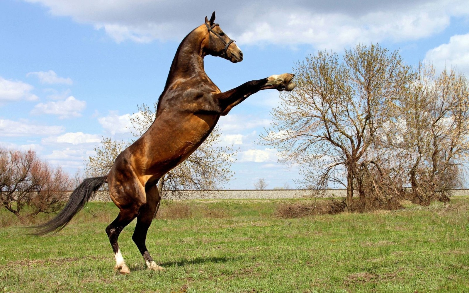 Il y a un cheval qui se tient sur ses pattes arrière. (étalon, cheval, cheval mustang, jument, crinière)