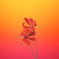 Vibrant Red Flowering Plant Against a Gradient Background