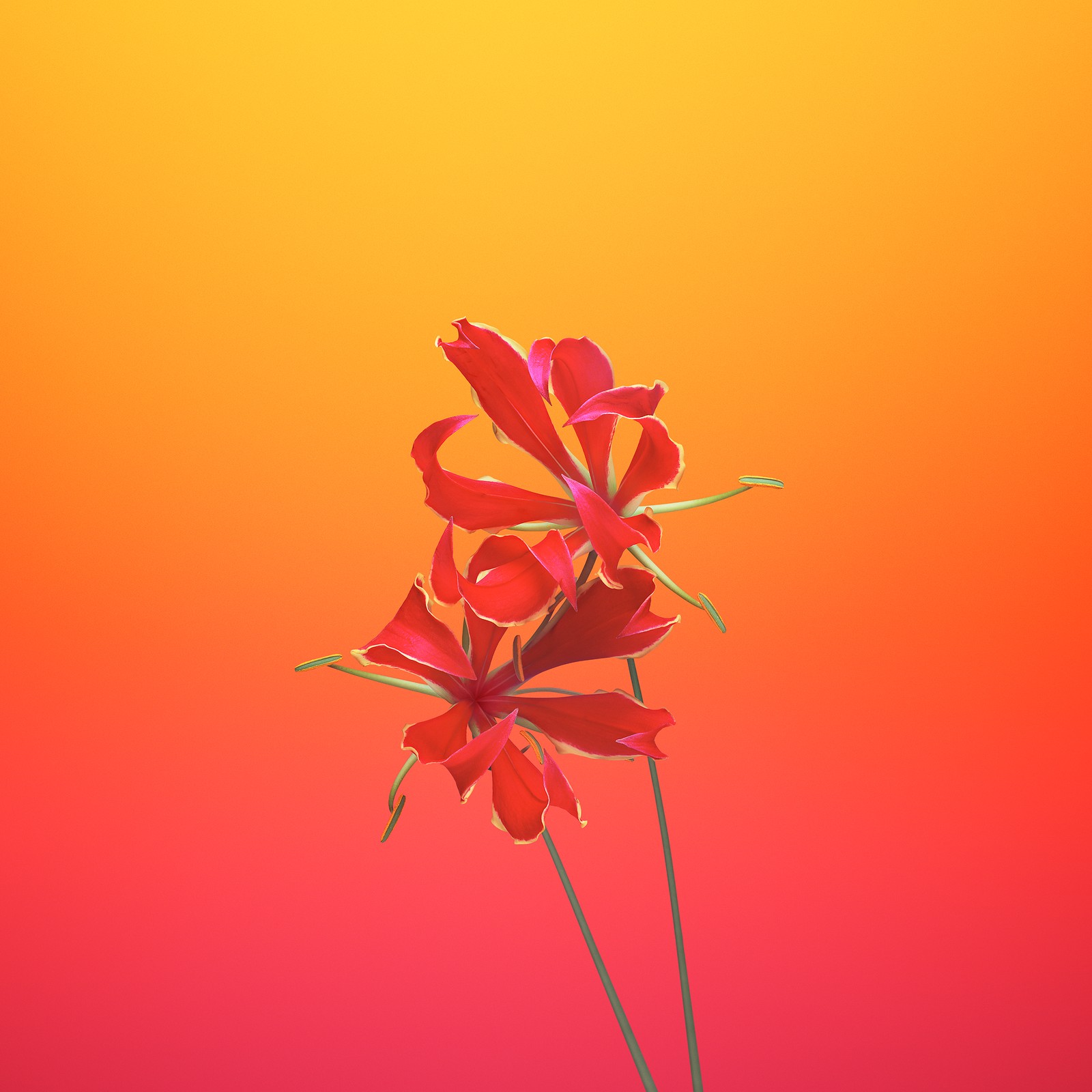 Il y a une fleur rouge dans un vase sur une table (plante à fleurs, pétale, rose, botanique, rouge)