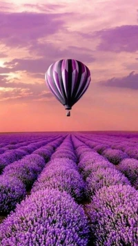 Globo aerostático vibrante sobre campos de lavanda al atardecer